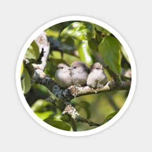 3 Cute Bushtit Songbirds in the Pear Tree Magnet